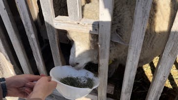 淡路ファームパーク イングランドの丘に投稿された画像（2021/12/9）