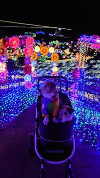 伊豆ぐらんぱる公園に投稿された画像（2021/12/9）