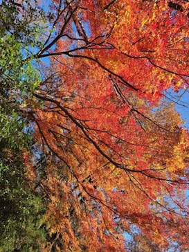 博物館 明治村に投稿された画像（2021/12/9）
