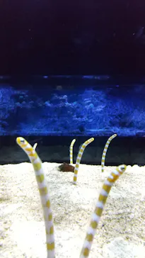 すみだ水族館に投稿された画像（2021/12/10）
