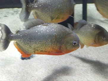 カワスイ 川崎⽔族館に投稿された画像（2021/12/10）