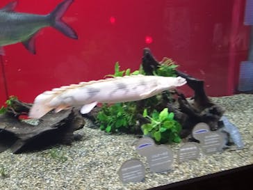 カワスイ 川崎⽔族館に投稿された画像（2021/12/10）