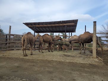 群馬サファリパークに投稿された画像（2021/12/10）