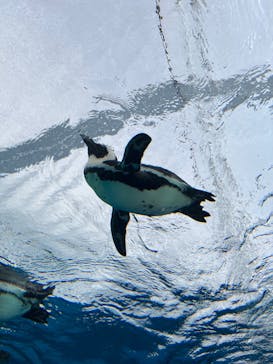 サンシャイン水族館に投稿された画像（2021/12/10）