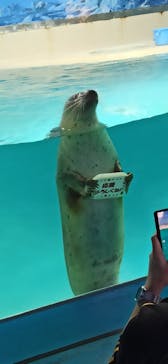 下田海中水族館に投稿された画像（2021/12/10）