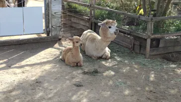 神戸どうぶつ王国に投稿された画像（2021/12/10）