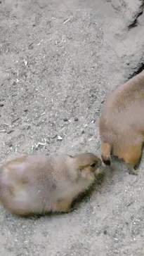 神戸どうぶつ王国に投稿された画像（2021/12/10）