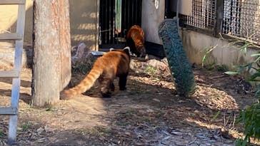 旭川市旭山動物園に投稿された画像（2021/12/10）