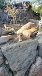 伊豆シャボテン動物公園に投稿された画像（2021/12/11）