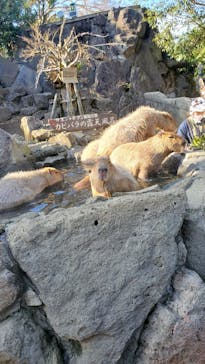 伊豆シャボテン動物公園に投稿された画像（2021/12/10）