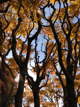 江戸東京たてもの園に投稿された画像（2021/12/10）