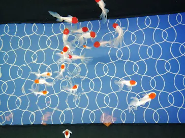 すみだ水族館に投稿された画像（2021/12/11）