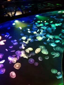 すみだ水族館に投稿された画像（2021/12/11）