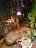 Moff animal world MARK IS みなとみらい店に投稿された画像（2021/12/11）