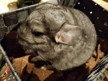 Moff animal world MARK IS みなとみらい店に投稿された画像（2021/12/11）