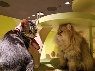 Moff animal world MARK IS みなとみらい店に投稿された画像（2021/12/11）