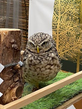 富士花鳥園に投稿された画像（2021/12/11）