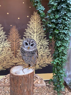 富士花鳥園に投稿された画像（2021/12/11）