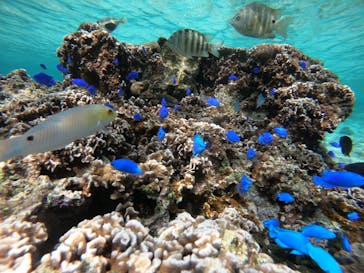 武藤潜水に投稿された画像（2021/12/11）