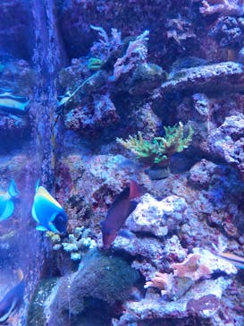 マクセル アクアパーク品川に投稿された画像（2021/12/11）