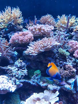 マクセル アクアパーク品川に投稿された画像（2021/12/11）