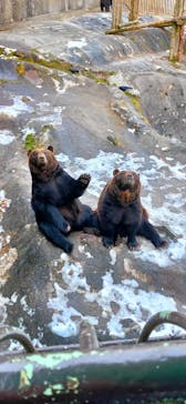 のぼりべつクマ牧場に投稿された画像（2021/12/11）