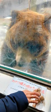 のぼりべつクマ牧場に投稿された画像（2021/12/11）