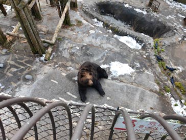 のぼりべつクマ牧場に投稿された画像（2021/12/11）