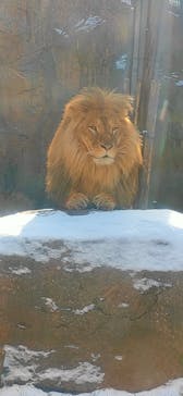 旭川市旭山動物園に投稿された画像（2021/12/6）