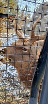 旭川市旭山動物園に投稿された画像（2021/12/6）