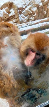 旭川市旭山動物園に投稿された画像（2021/12/6）