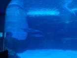 名古屋港水族館に投稿された画像（2021/12/11）