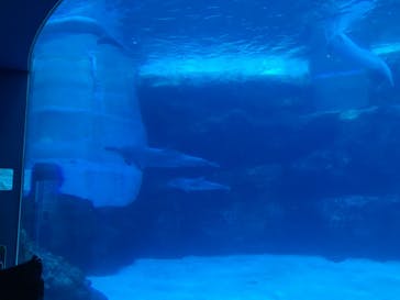 名古屋港水族館に投稿された画像（2021/12/11）