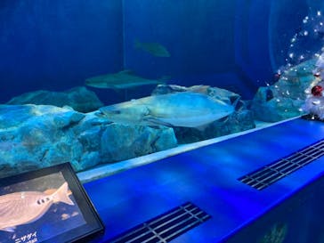 しながわ水族館に投稿された画像（2021/12/11）