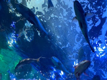 しながわ水族館に投稿された画像（2021/12/11）