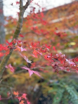 箱根湯本温泉 天成園に投稿された画像（2021/12/11）