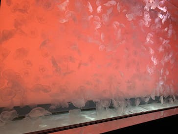 アクアワールド茨城県大洗水族館に投稿された画像（2021/12/11）