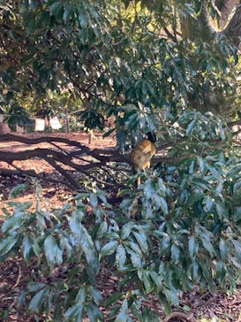 日本モンキーパークに投稿された画像（2021/12/11）