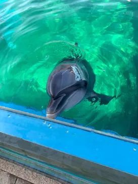 横浜・八景島シーパラダイスに投稿された画像（2021/12/11）