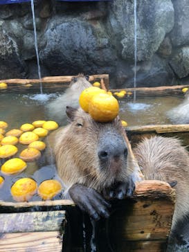 那須どうぶつ王国に投稿された画像（2021/12/11）