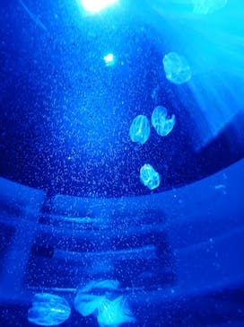 サンシャイン水族館に投稿された画像（2021/12/11）