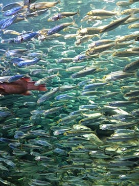 サンシャイン水族館に投稿された画像（2021/12/11）
