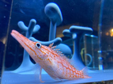 京都水族館に投稿された画像（2021/12/11）