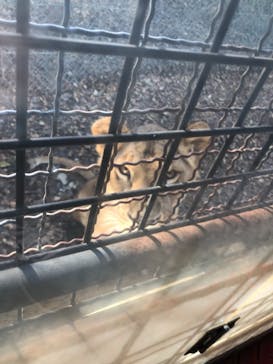 群馬サファリパークに投稿された画像（2021/12/11）