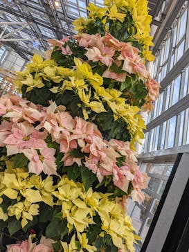 安城産業文化公園デンパークに投稿された画像（2021/12/11）