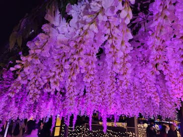 東京メガイルミに投稿された画像（2021/12/11）