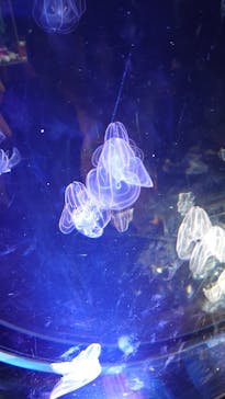 名古屋港水族館に投稿された画像（2021/12/11）