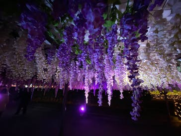 東京メガイルミに投稿された画像（2021/12/11）