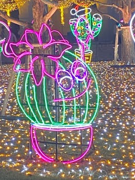 神戸イルミナージュに投稿された画像（2021/12/11）