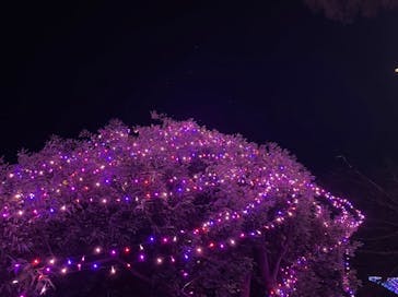 よみうりランド 遊園地に投稿された画像（2021/12/11）